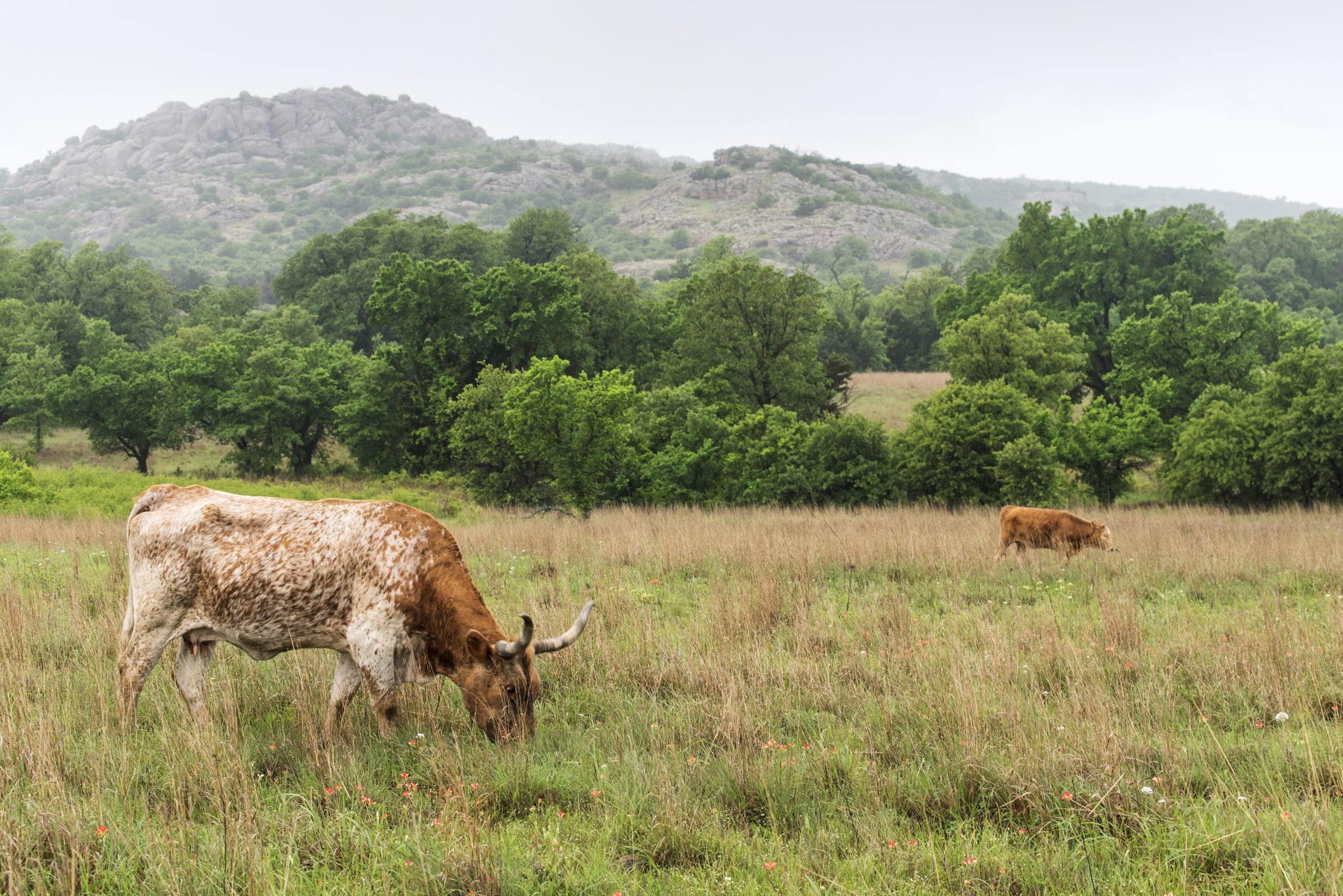 two cows on a ranch field